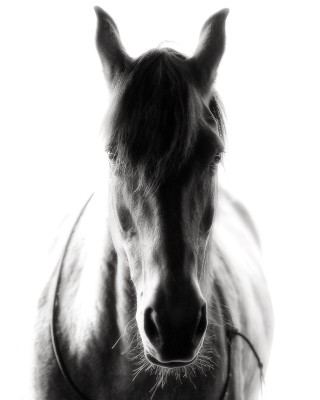 Tiled Image